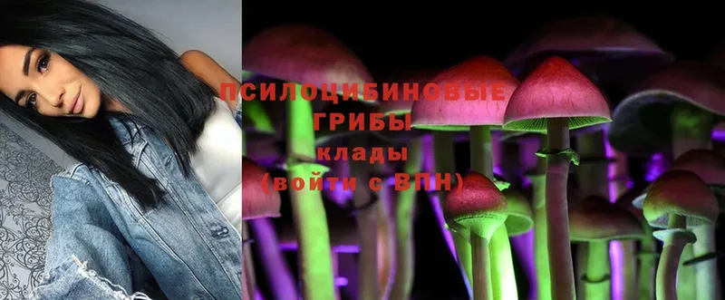 Псилоцибиновые грибы Psilocybe  Киреевск 